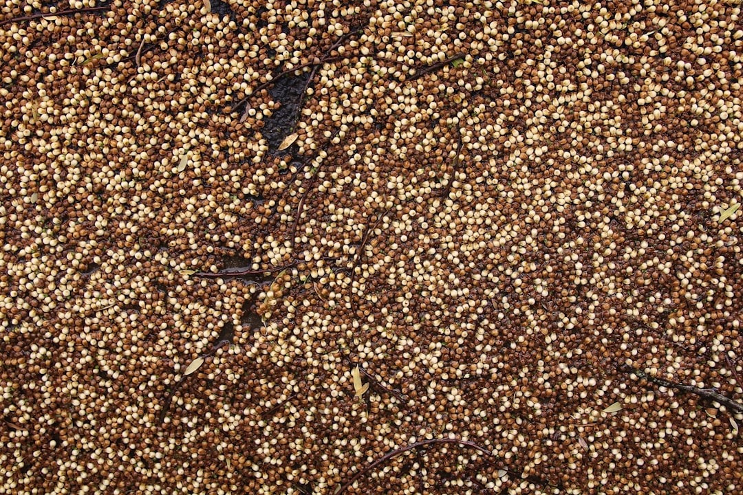 Small beige and brown seeds scattered on a dark surface.