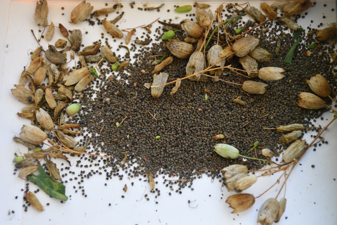 Dark brown seeds and dried plant capsules scattered on white.